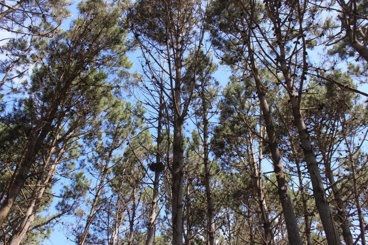 Del Bosque Lodge